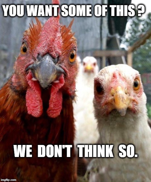 gangster chickens | YOU WANT SOME OF THIS ? WE  DON'T  THINK  SO. | image tagged in gangster chickens | made w/ Imgflip meme maker