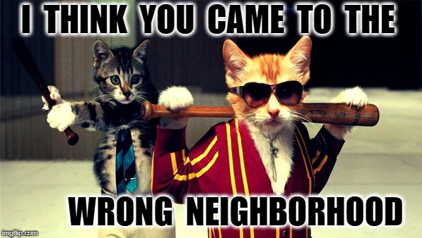 Gangster Cats | I  THINK  YOU  CAME  TO  THE; WRONG  NEIGHBORHOOD | image tagged in gangster cats | made w/ Imgflip meme maker