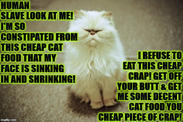 I REFUSE TO EAT THIS CHEAP CRAP! GET OFF YOUR BUTT & GET ME SOME DECENT CAT FOOD YOU CHEAP PIECE OF CRAP! HUMAN SLAVE LOOK AT ME! I'M SO CONSTIPATED FROM THIS CHEAP CAT FOOD THAT MY FACE IS SINKING IN AND SHRINKING! | image tagged in constipation cat | made w/ Imgflip meme maker