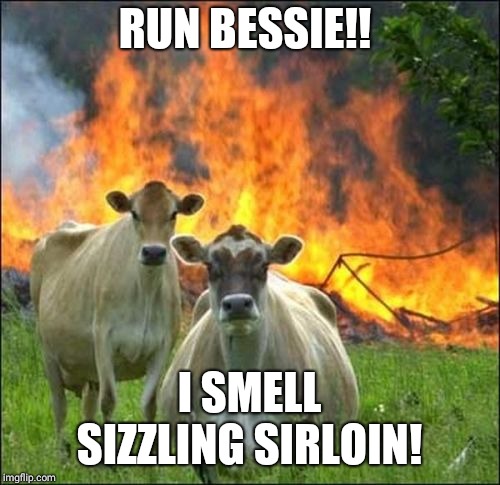 Evil Cows Meme | RUN BESSIE!! I SMELL SIZZLING SIRLOIN! | image tagged in memes,evil cows | made w/ Imgflip meme maker