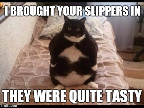 Brought your stuff cat | I BROUGHT YOUR SLIPPERS IN; THEY WERE QUITE TASTY | image tagged in brought your stuff cat | made w/ Imgflip meme maker