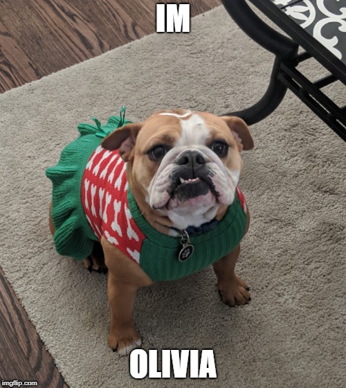 Olivia_bulldog | IM; OLIVIA | image tagged in olivia_bulldog | made w/ Imgflip meme maker