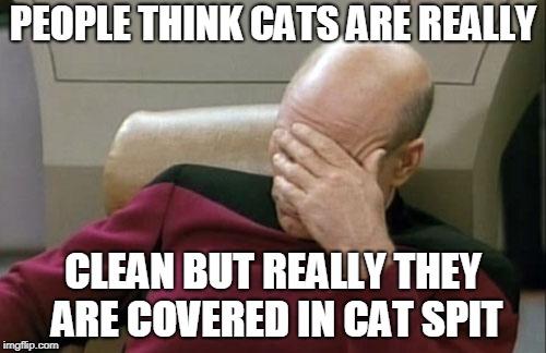 Captain Picard Facepalm | PEOPLE THINK CATS ARE REALLY; CLEAN BUT REALLY THEY ARE COVERED IN CAT SPIT | image tagged in memes,captain picard facepalm | made w/ Imgflip meme maker