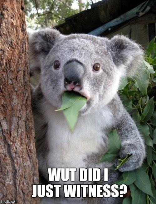 Suprised Koala | WUT DID I JUST WITNESS? | image tagged in suprised koala | made w/ Imgflip meme maker