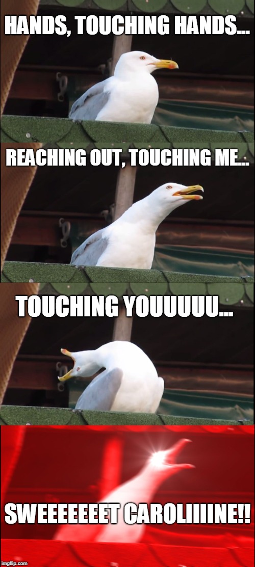Sweet Caroline! | HANDS, TOUCHING HANDS... REACHING OUT, TOUCHING ME... TOUCHING YOUUUUU... SWEEEEEEET CAROLIIIINE!! | image tagged in memes,inhaling seagull | made w/ Imgflip meme maker