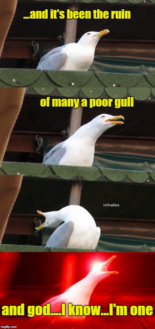 Jonathan Livingston Seagull Sings House Of The Rising Sun | ...and it's been the ruin; of many a poor gull; and god....I know...I'm one | image tagged in seagull,house of the rising sun,memes | made w/ Imgflip meme maker