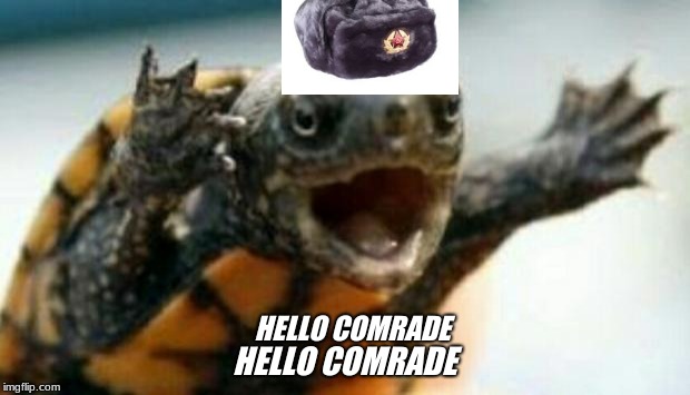 hello comrade |  HELLO COMRADE; HELLO COMRADE | image tagged in turtle say what | made w/ Imgflip meme maker