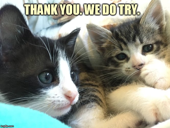 THANK YOU. WE DO TRY. | made w/ Imgflip meme maker