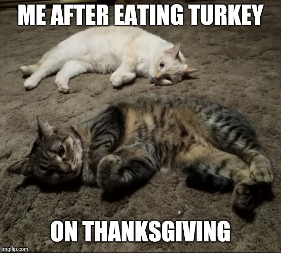Sleepy Thanksgiving Cats | ME AFTER EATING TURKEY; ON THANKSGIVING | image tagged in thanksgiving,cats,sleepy,turkey,funny memes,eating | made w/ Imgflip meme maker