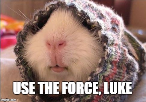 Use the Force Luke | USE THE FORCE, LUKE | image tagged in star wars,luke skywalker,obi wan kenobi,funny animals,cute animals,animal meme | made w/ Imgflip meme maker