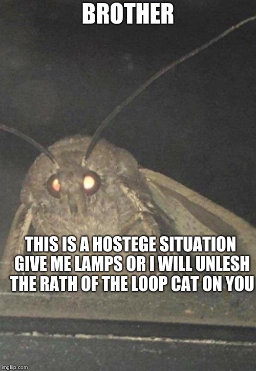 Moth | BROTHER; THIS IS A HOSTEGE SITUATION GIVE ME LAMPS OR I WILL UNLESH THE RATH OF THE LOOP CAT ON YOU | image tagged in moth | made w/ Imgflip meme maker
