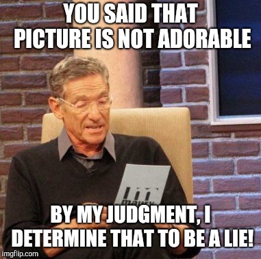 Maury Lie Detector Meme | YOU SAID THAT PICTURE IS NOT ADORABLE BY MY JUDGMENT, I DETERMINE THAT TO BE A LIE! | image tagged in memes,maury lie detector | made w/ Imgflip meme maker