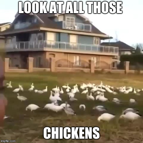 meme | LOOK AT ALL THOSE; CHICKENS | image tagged in chicken | made w/ Imgflip meme maker