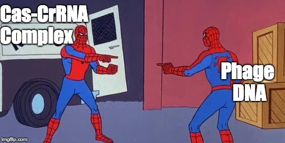 Spider Man Double | Cas-CrRNA Complex; Phage DNA | image tagged in spider man double | made w/ Imgflip meme maker