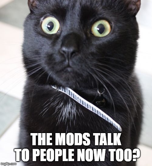 Woah Kitty Meme | THE MODS TALK TO PEOPLE NOW TOO? | image tagged in memes,woah kitty | made w/ Imgflip meme maker
