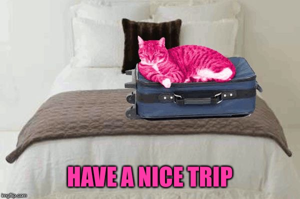 RayCat kicks to the curb | HAVE A NICE TRIP | image tagged in raycat kicks to the curb | made w/ Imgflip meme maker