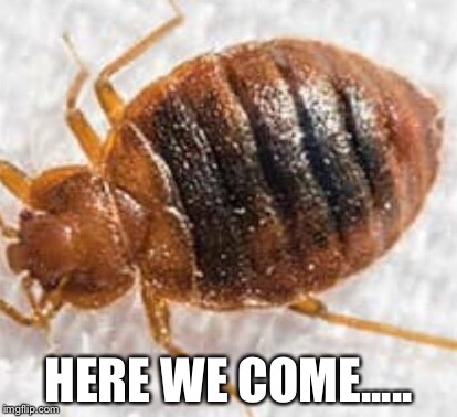 Bedbug | HERE WE COME..... | image tagged in bedbug | made w/ Imgflip meme maker