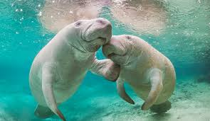 Manatee1 Blank Meme Template