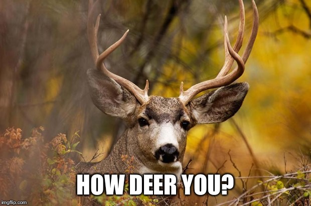 deer meme | HOW DEER YOU? | image tagged in deer meme | made w/ Imgflip meme maker