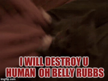 destroy the human kitten | I WILL DESTROY U HUMAN  OH BELLY RUBBS | image tagged in gifs,cats | made w/ Imgflip video-to-gif maker