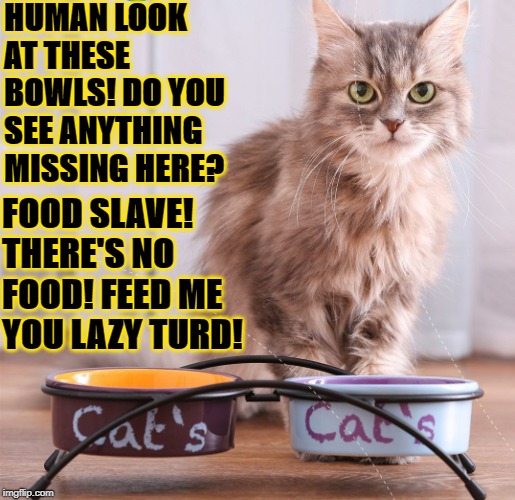 HUMAN LOOK AT THESE BOWLS! DO YOU SEE ANYTHING MISSING HERE? FOOD SLAVE! THERE'S NO FOOD! FEED ME YOU LAZY TURD! | image tagged in feed me | made w/ Imgflip meme maker