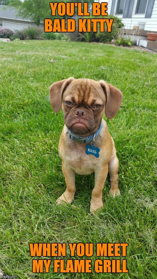 Earl The Grumpy Dog | YOU'LL BE BALD KITTY WHEN YOU MEET MY FLAME GRILL | image tagged in earl the grumpy dog | made w/ Imgflip meme maker