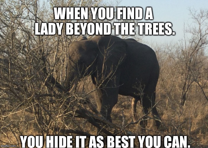Elephant hiding a bone. | WHEN YOU FIND A LADY BEYOND THE TREES. YOU HIDE IT AS BEST YOU CAN. | image tagged in elephant hiding a bone | made w/ Imgflip meme maker