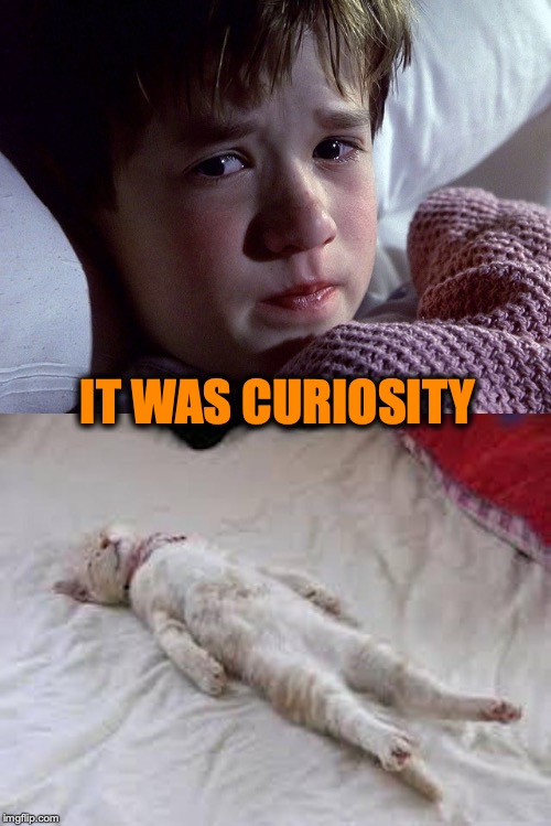 Out of Lives | IT WAS CURIOSITY | image tagged in dead cat | made w/ Imgflip meme maker