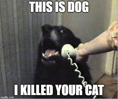 Yes this is dog | THIS IS DOG; I KILLED YOUR CAT | image tagged in yes this is dog | made w/ Imgflip meme maker