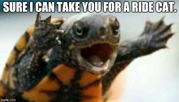 Turtle Say What? | SURE I CAN TAKE YOU FOR A RIDE CAT. | image tagged in turtle say what | made w/ Imgflip meme maker