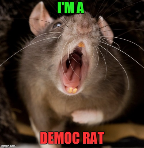 DemocRAT | I'M A; DEMOC RAT | image tagged in democrats,liberals,political | made w/ Imgflip meme maker