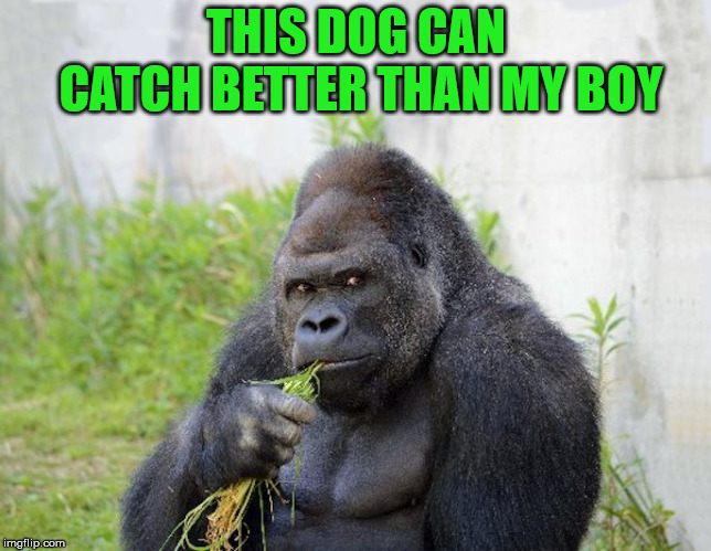 THIS DOG CAN CATCH BETTER THAN MY BOY | image tagged in sexy monkey memes gorilla | made w/ Imgflip meme maker