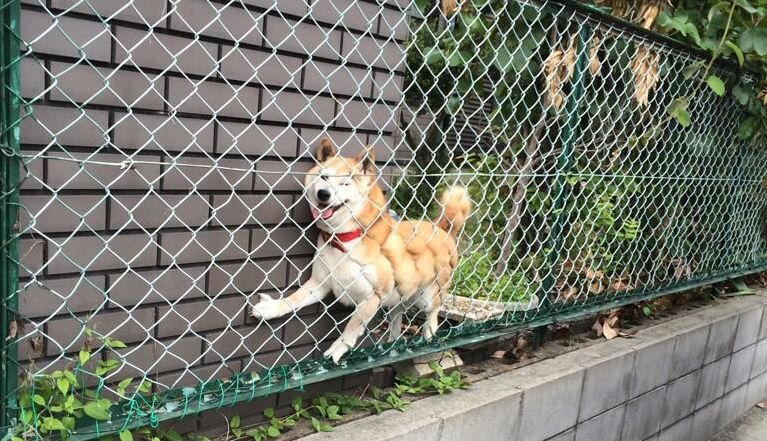 High Quality DOGE STUCK IN FENCE Blank Meme Template