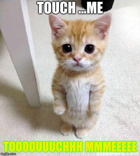 Cute Cat | TOUCH ...ME; TOOOOUUUCHHH MMMEEEEE | image tagged in memes,cute cat | made w/ Imgflip meme maker