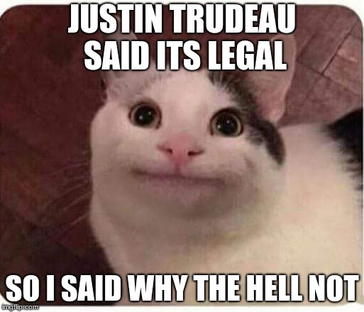 Polite Cat | JUSTIN TRUDEAU SAID ITS LEGAL; SO I SAID WHY THE HELL NOT | image tagged in polite cat | made w/ Imgflip meme maker