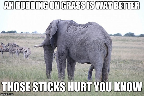 AH RUBBING ON GRASS IS WAY BETTER THOSE STICKS HURT YOU KNOW | made w/ Imgflip meme maker