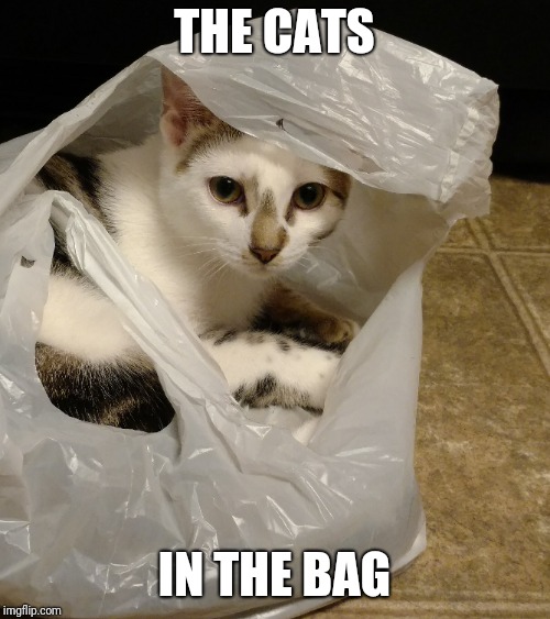 THE CATS; IN THE BAG | made w/ Imgflip meme maker