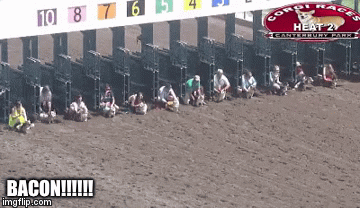Corgis race for bacon | BACON!!!!!! | image tagged in gifs,corgi,bacon | made w/ Imgflip video-to-gif maker