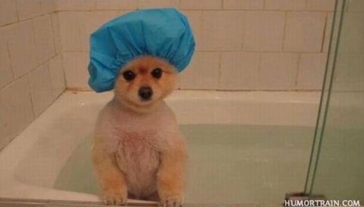 High Quality Doggo Bath Tub Blank Meme Template