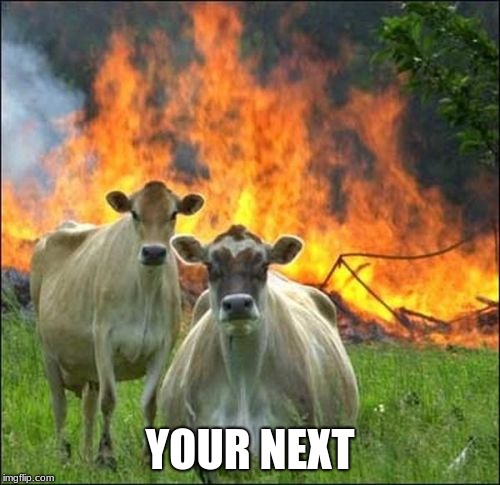 Evil Cows | YOUR NEXT | image tagged in memes,evil cows | made w/ Imgflip meme maker
