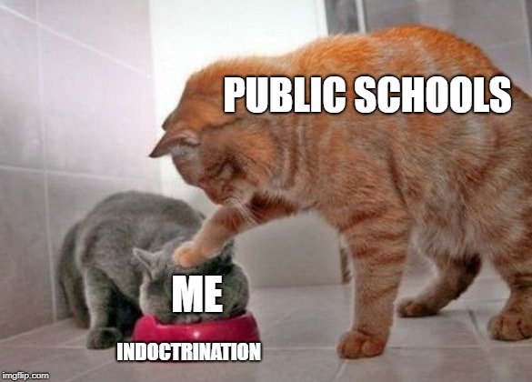 Force feed cat | PUBLIC SCHOOLS; ME; INDOCTRINATION | image tagged in force feed cat | made w/ Imgflip meme maker