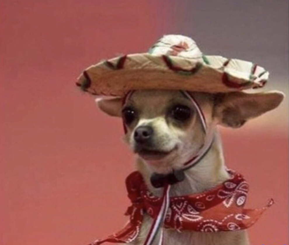  chihuahua Meme Templates Imgflip