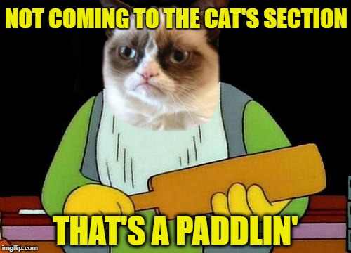 Cat paddlin' | NOT COMING TO THE CAT'S SECTION; THAT'S A PADDLIN' | image tagged in funny memes,grumpy cat,cats,thats a paddlin | made w/ Imgflip meme maker