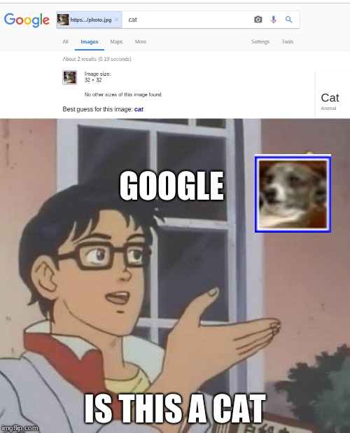 GOOGLE; IS THIS A CAT | image tagged in dog,cat,cats,google,google images | made w/ Imgflip meme maker