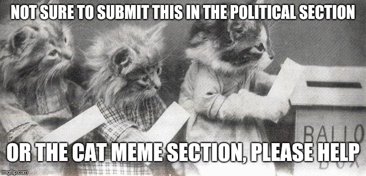 Political cat meme where do they go? | NOT SURE TO SUBMIT THIS IN THE POLITICAL SECTION; OR THE CAT MEME SECTION, PLEASE HELP | image tagged in voting kittens,imgflip | made w/ Imgflip meme maker