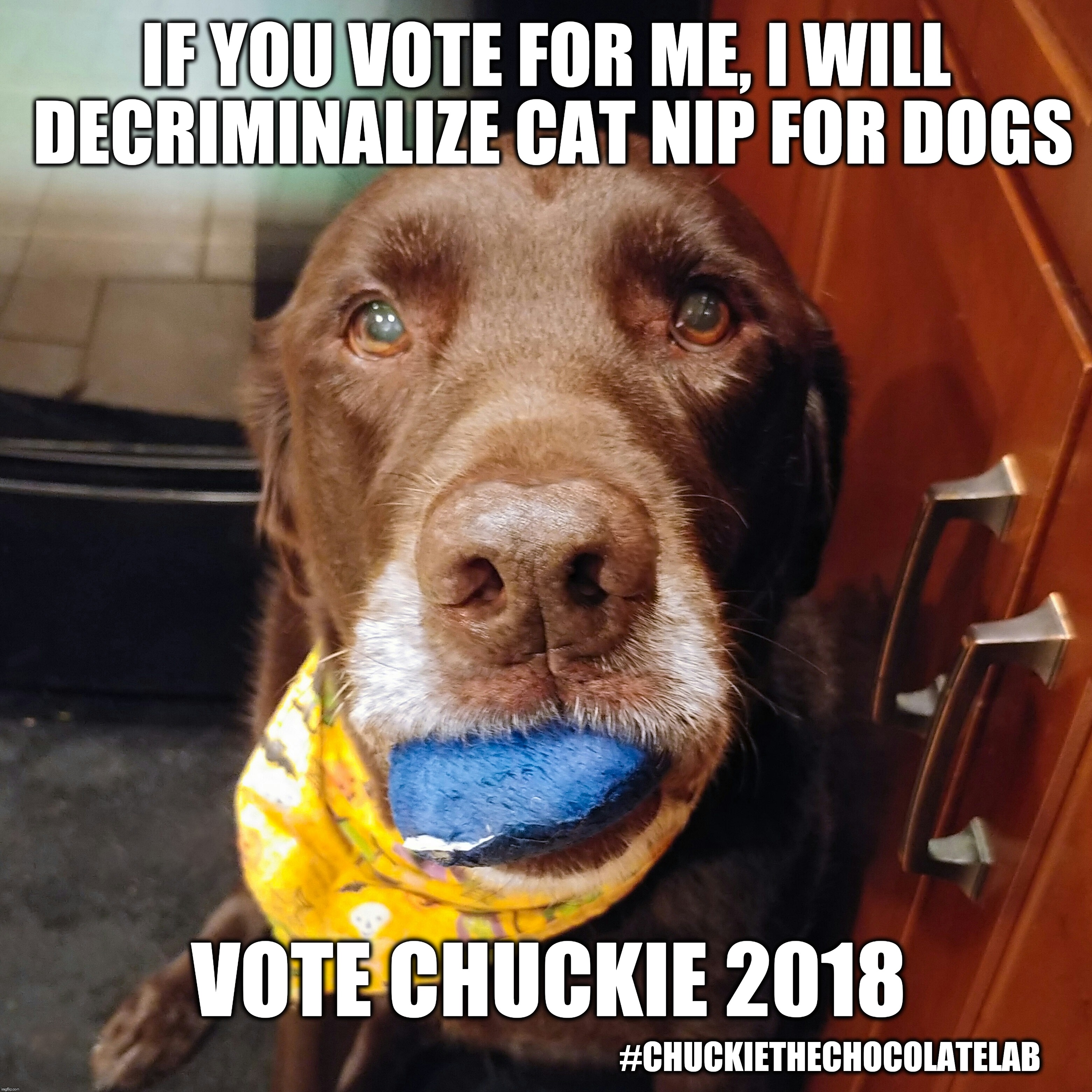 Decriminalize cat nip for dogs | IF YOU VOTE FOR ME, I WILL DECRIMINALIZE CAT NIP FOR DOGS; VOTE CHUCKIE 2018; #CHUCKIETHECHOCOLATELAB | image tagged in chuckie the chocolate lab,catnip,dogs,funny,memes,vote | made w/ Imgflip meme maker