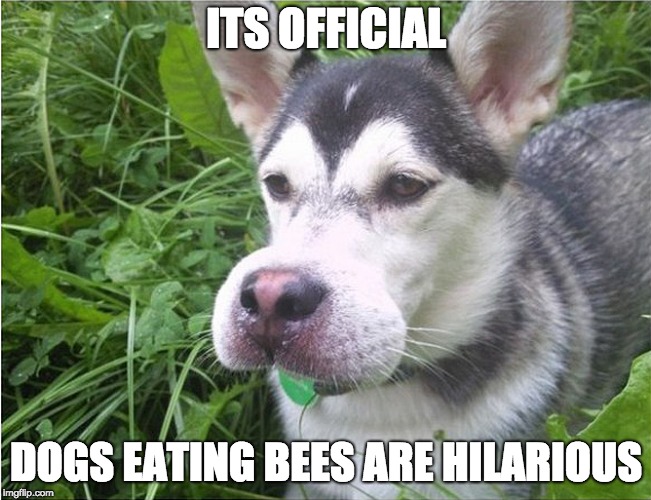 its a dog eat bee world out there | ITS OFFICIAL; DOGS EATING BEES ARE HILARIOUS | image tagged in dogs,bees | made w/ Imgflip meme maker