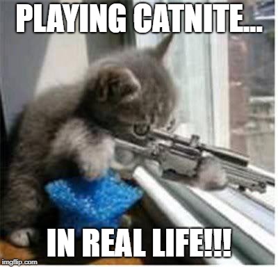 cats with guns | PLAYING CATNITE... IN REAL LIFE!!! | image tagged in cats with guns | made w/ Imgflip meme maker