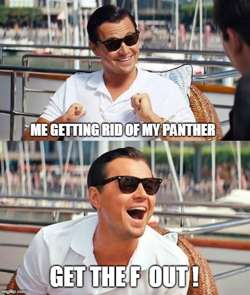 Leonardo Dicaprio Wolf Of Wall Street Meme | ME GETTING RID OF MY PANTHER; GET THE F  OUT ! | image tagged in memes,leonardo dicaprio wolf of wall street | made w/ Imgflip meme maker