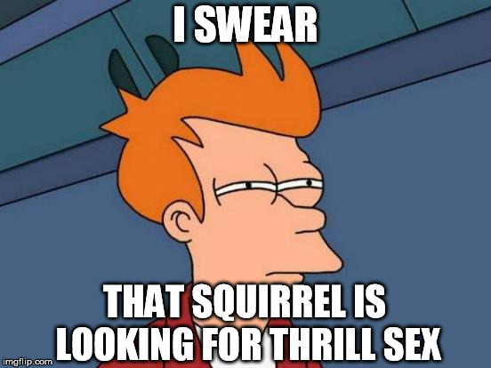 Futurama Fry Meme | I SWEAR THAT SQUIRREL IS LOOKING FOR THRILL SEX | image tagged in memes,futurama fry | made w/ Imgflip meme maker